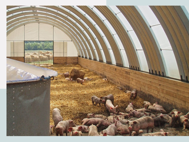 Строительство свинарников в Кашире